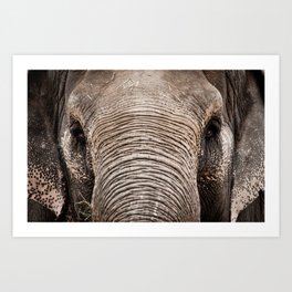 Elephant Face Art Print