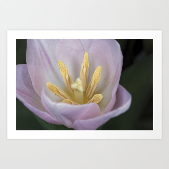 Pink Tulip Art Print