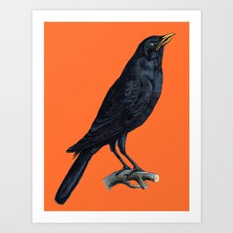 Vintage Raven Art Print