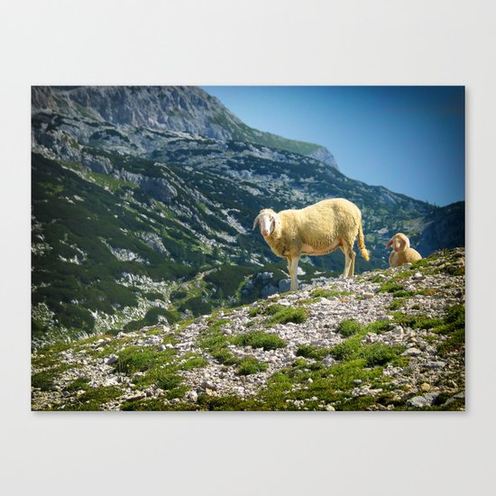 Sheep on the hill Canvas Print