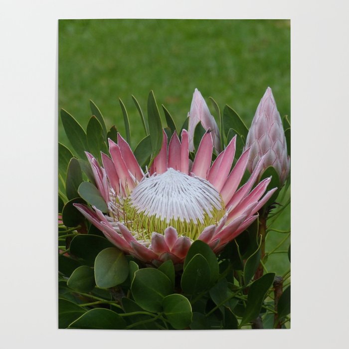 South Africa Photography - Beautiful Protea Plant Poster