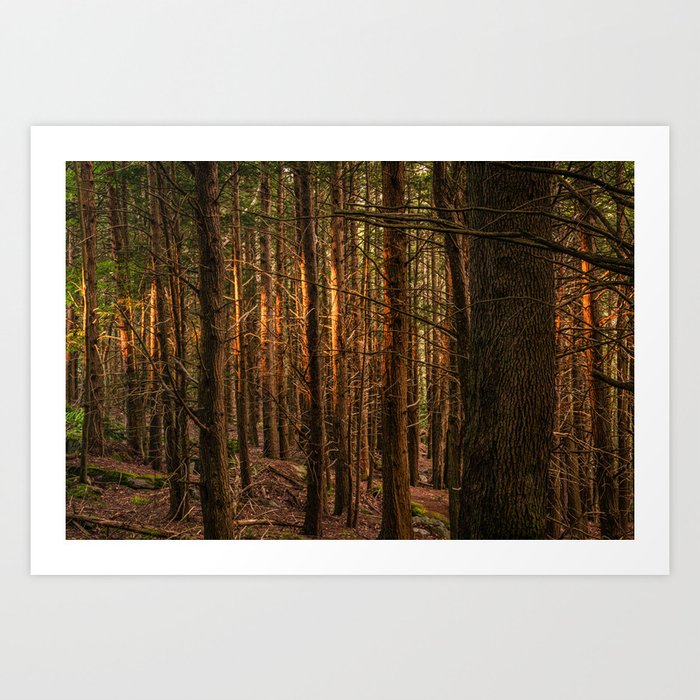Dark Forest Night Woods Red Spruce Photography Print Art Print