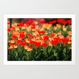 Yellow and Red Tulips I Art Print