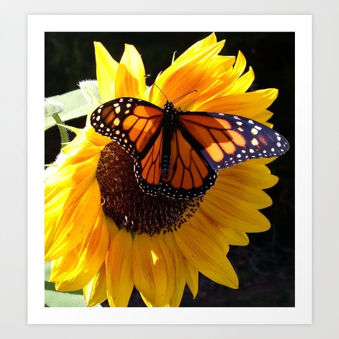 Monarch Butterfly Sunflower Art Print By Tlsdesigns