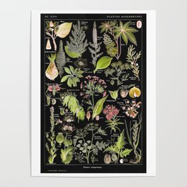 Adolphe Millot - Plantes dangereuses A (dangerous plants A) Poster