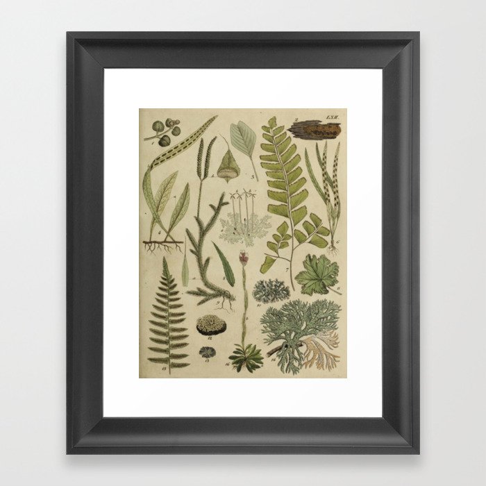 Ferns And Mosses Framed Art Print