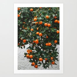 Orange tree in Tel Aviv Israel | Fine Art Photography Art Print