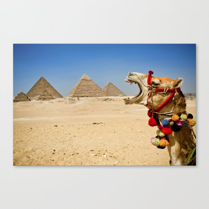 Camel eating the Pyramids in Egypt Canvas Print