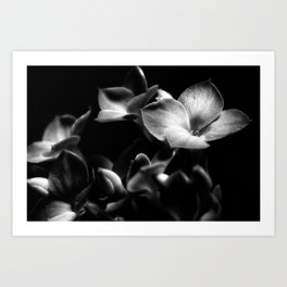 black and white orchid Art Print