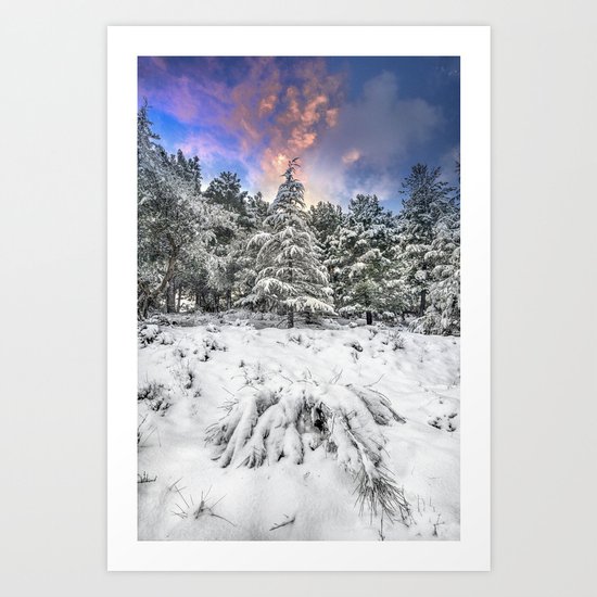 "Mountain Light IV" Snowy Forest At Sunset Art Print