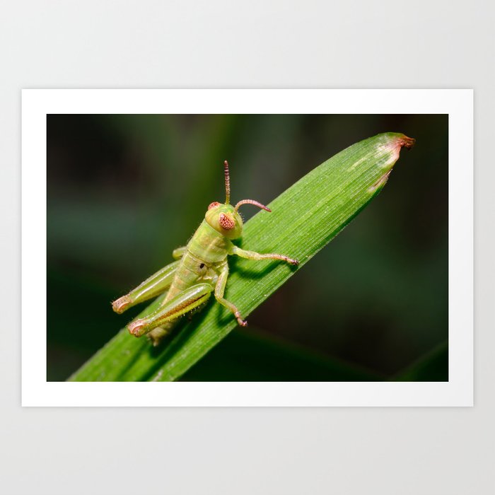 Little Green Grasshopper Macro Photograph Art Print