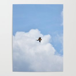 Prey in Flight Poster