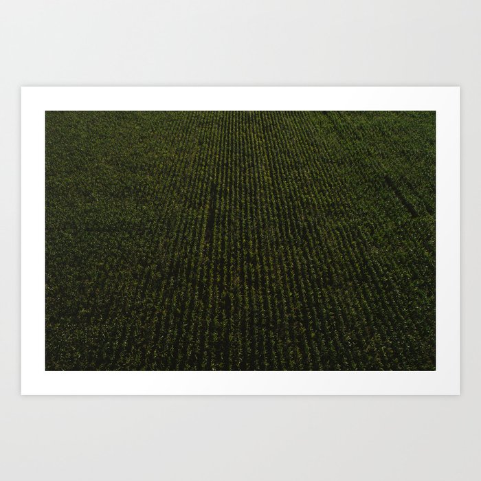 Rural Corn Fields II Art Print