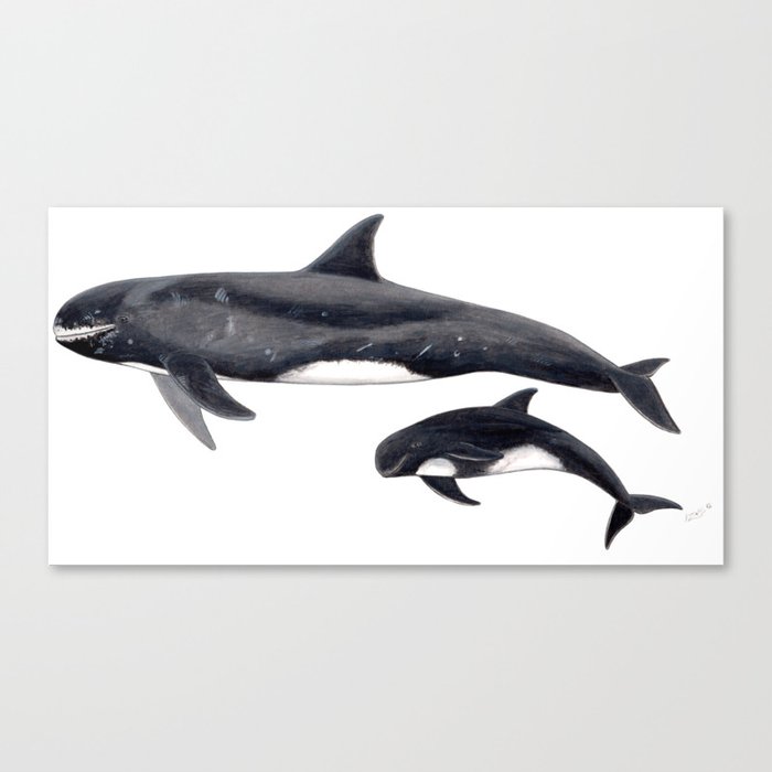 Pygmy killer whale Canvas Print