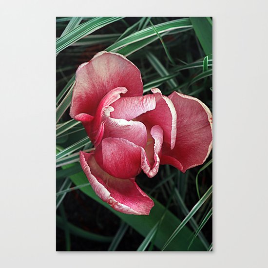 Vintage tulips(6) Canvas Print
