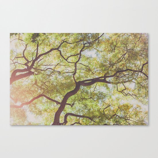 Look up Canvas Print