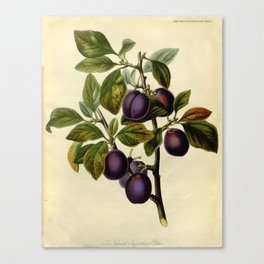 Plum Botanical Print Canvas Print