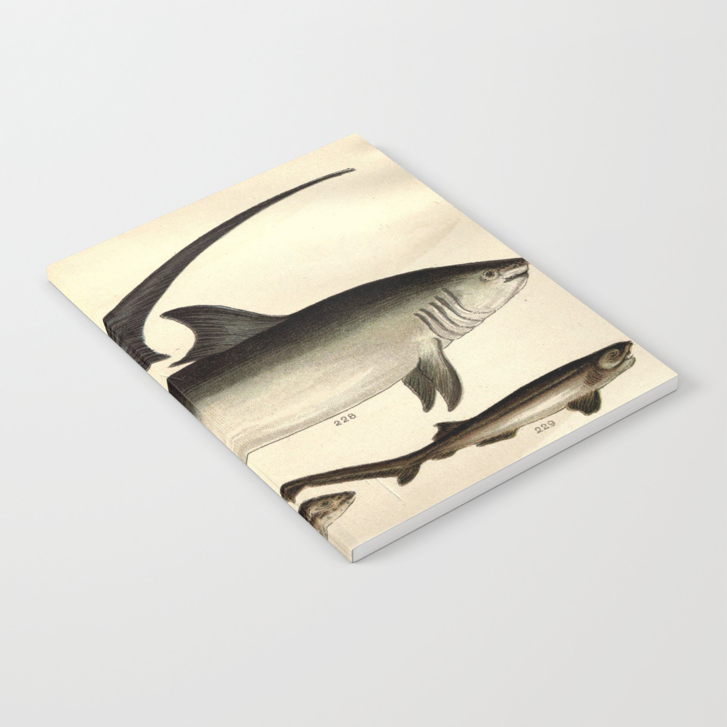 Vintage Shark Illustrative Diagram 1901 Notebook By Bravuramedia Society6
