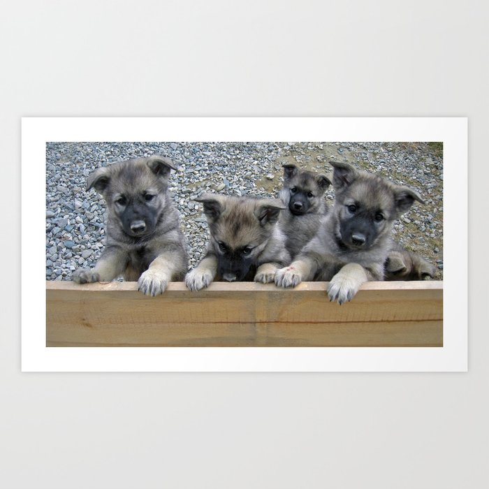 Norwegian Elkhound Puppies Art Print By Moonfluff Society6