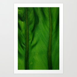 Plant leaf detail, macro fine art photography Art Print