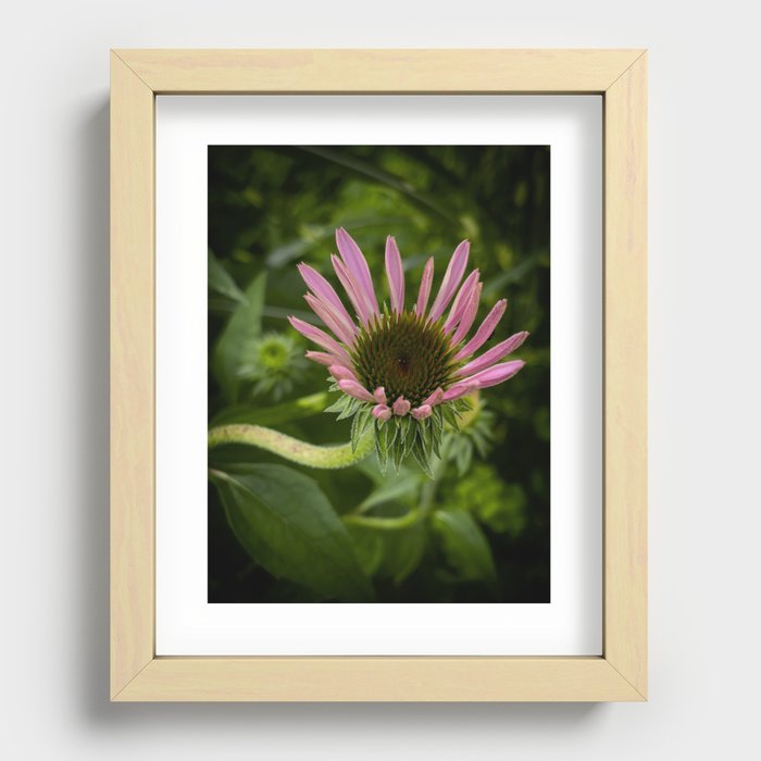 Echinacea Flower Recessed Framed Print