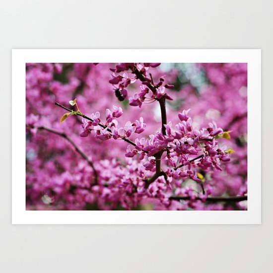 SC Clemson Botanical Gardens Art Print