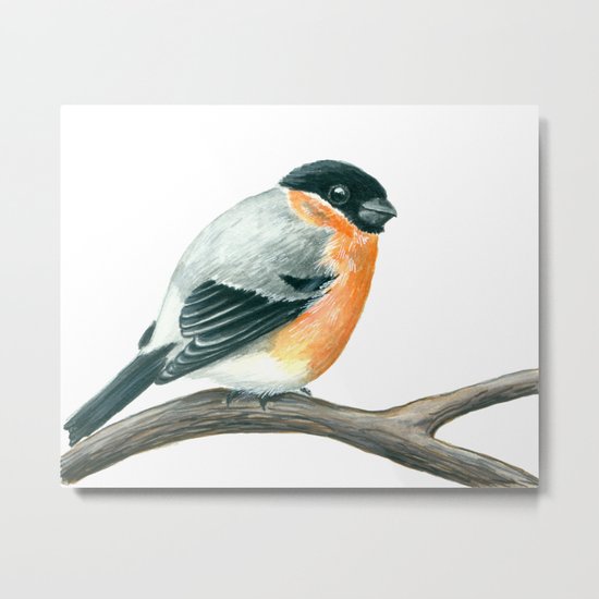 Bullfinch bird Metal Print