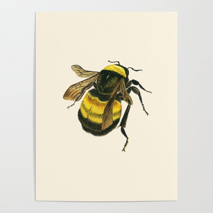 Vintage Scientific Bee Poster