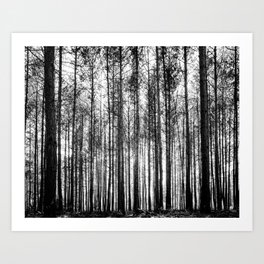 trees in forest landscape - black and white nature photography Art Print