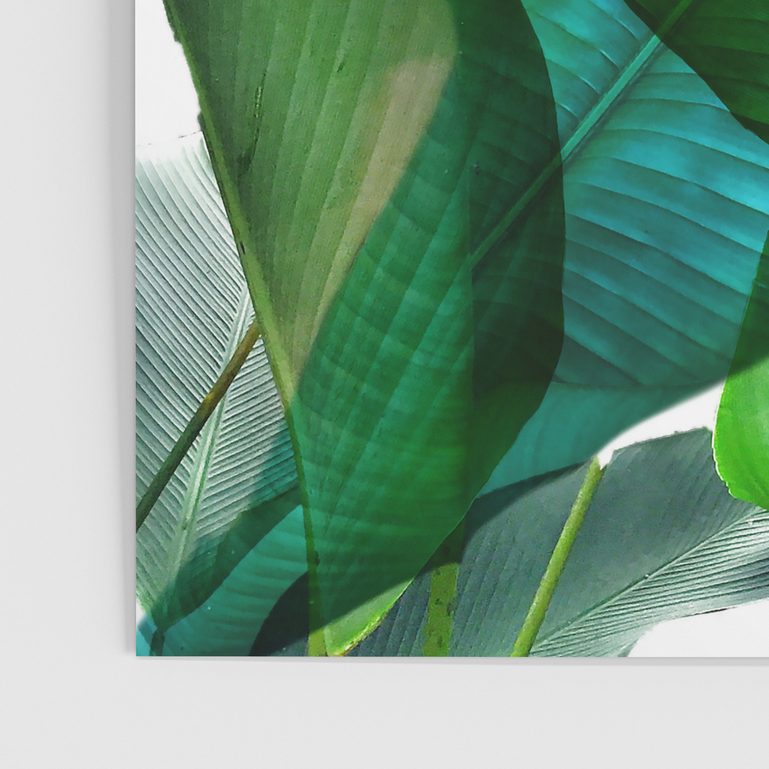 Palm leaf jungle Bali banana palm frond greens Poster