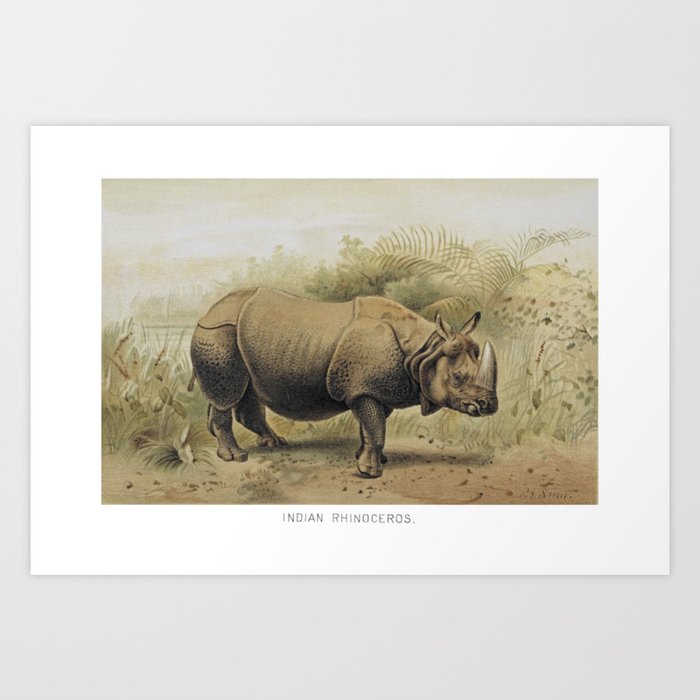 Indian Rhino Art Print