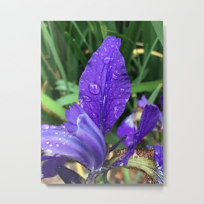 Purple Iris with Rain Droplets Metal Print