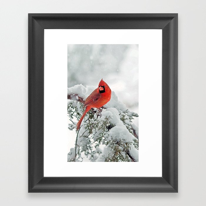 Cardinal on a Snowy Branch Framed Art Print
