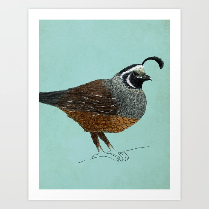 Quail Art Print