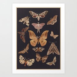 Night butterflies 2 Art Print