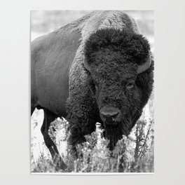 Bison Yellowstone National Park Poster