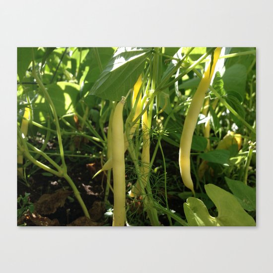 Yellow Beans Canvas Print