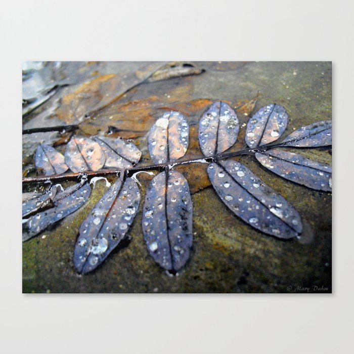 Rainy Leaves Canvas Print