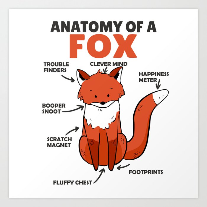 Sweet Fox Explanation Anatomy Of Fox Art Print