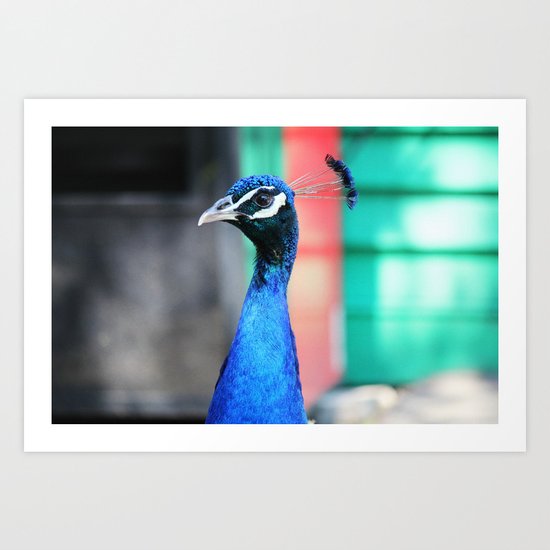 Peacock 1 Art Print