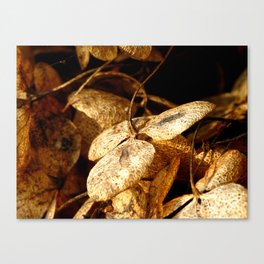 Autumn Hydrangea Canvas Print