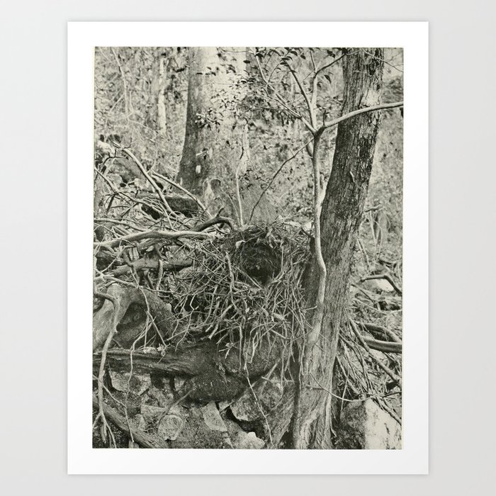 Vintage Print Nest and Eggs of Australian Birds (1901) Nest of the