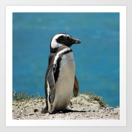 Argentina Photography - Beautiful Magellanic Penguin At The Ocean Shore Art Print