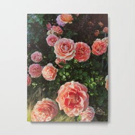 Vintage style roses Metal Print | Digital, Sun, Rose, Garden, Hdr, Goldenhour, Rosebush, Digital Manipulation, Vintage, Sunset 