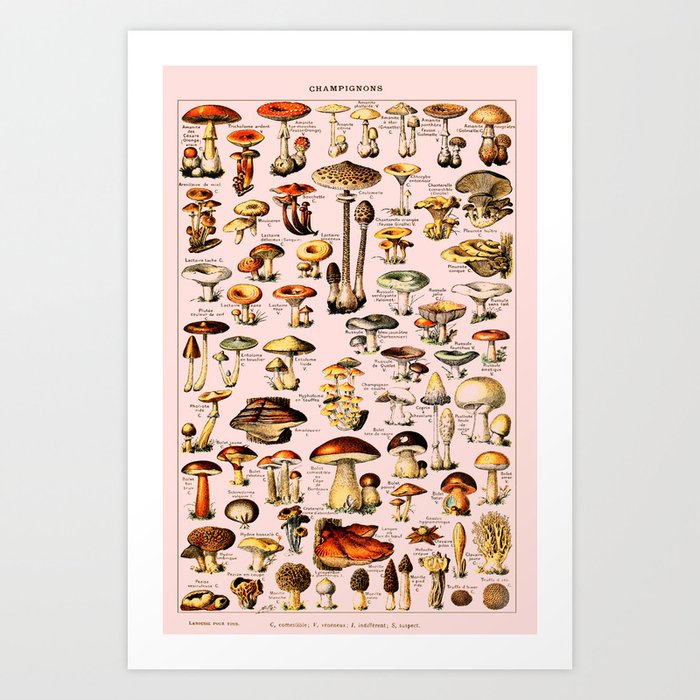 French Vintage Pink Mushrooms Chart Adolphe Millot Champignons Larousse Pour Tous Boho Maximalist Art Print