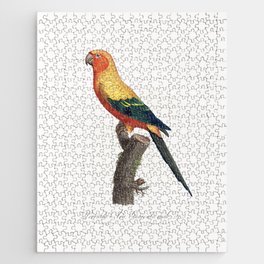 The Sun Parakeet, Aratinga solstitialis, male from Natural History of Parrots (1801&mdash;1805) by Francois Levaillant Jigsaw Puzzle