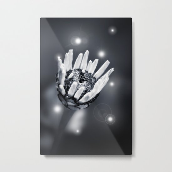 BLACK BEAUTY II Metal Print