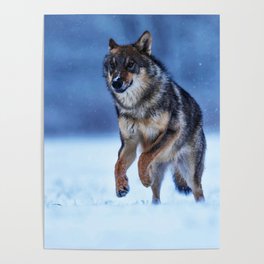 Wolf Runing Winter Landscape Running Snow Poster