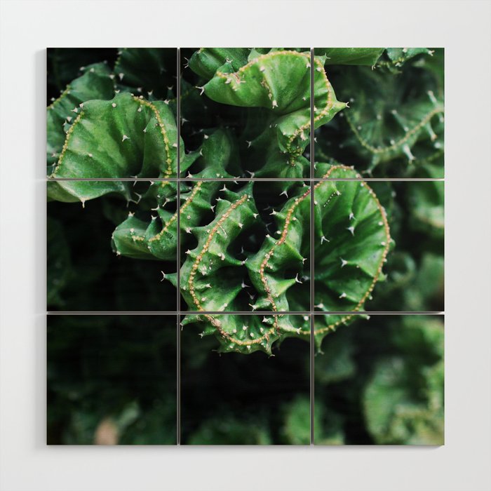 Emerald green Cactus Botanical Photography, Nature, Macro, Wood Wall Art