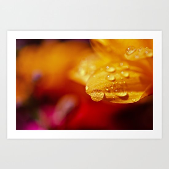 Citrus Art Print